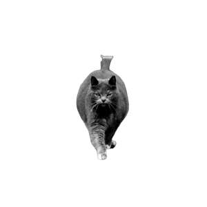 A Black And White Photo Of A Cat Walking On A Concrete Path Near Grass And A Brick Wall. 14180 - Cat PNG image with transparent background